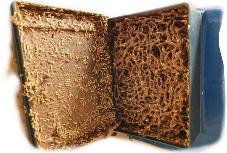 Exterminex™ Termite Bait Australia